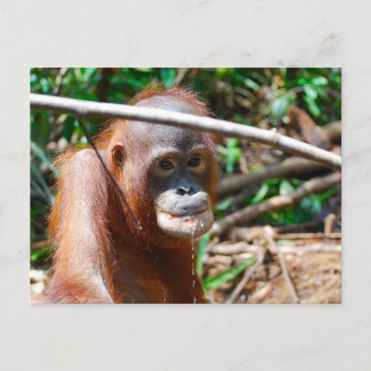 Young Orangutan Drink water op het eiland Borneo Briefkaart (Voorkant)