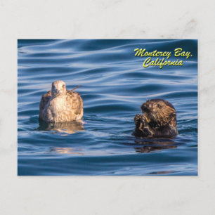 Young Otter-Monterey Bay, California Briefkaart