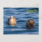 Young Otter-Monterey Bay, California Briefkaart (Voorkant)