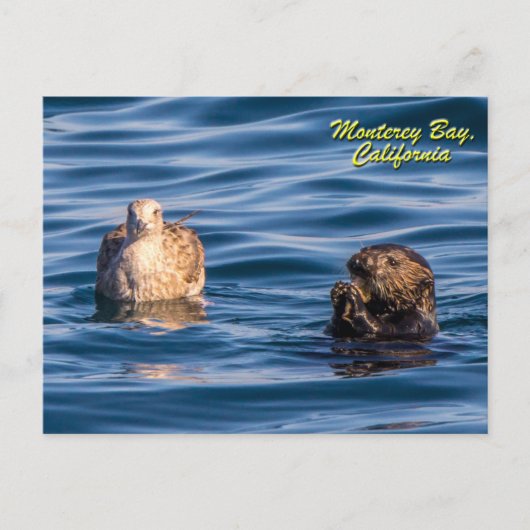 Young Otter-Monterey Bay, California Briefkaart (Voorkant)