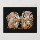 Young Owlets Briefkaart (Voorkant)