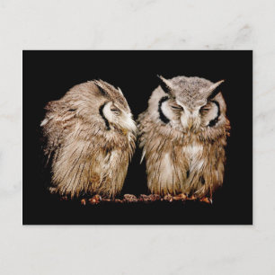 Young Owlets Briefkaart
