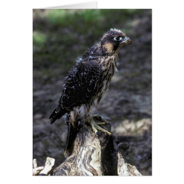 Young Peregrine Falcon (Voorkant)