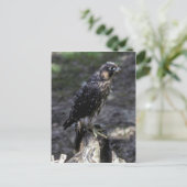 Young Peregrine Falcon Briefkaart (Staand voorkant)