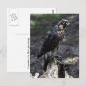 Young Peregrine Falcon Briefkaart (Voorkant / Achterkant)
