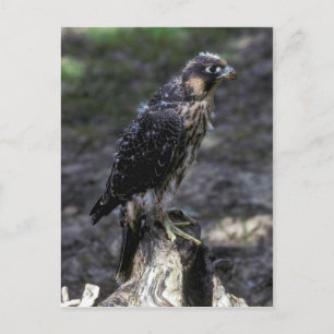 Young Peregrine Falcon Briefkaart