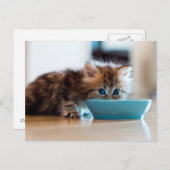 Young Persian Kitten Briefkaart (Voorkant / Achterkant)