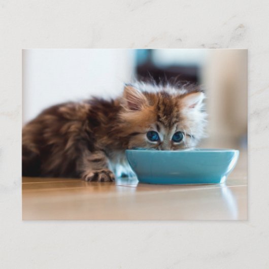 Young Persian Kitten Briefkaart (Voorkant)