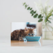 Young Persian Kitten Briefkaart (Staand voorkant)