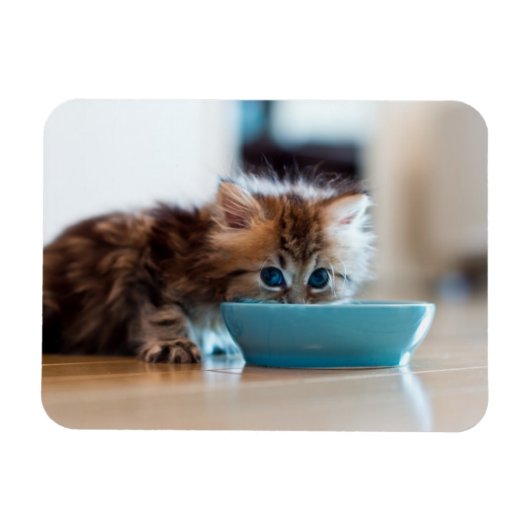 Young Persian Kitten Magneet (Horizontaal)