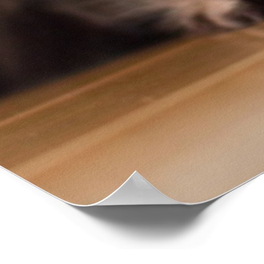 Young Persian Kitten Poster (Hoek)