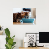 Young Persian Kitten Poster (Thuiskantoor)