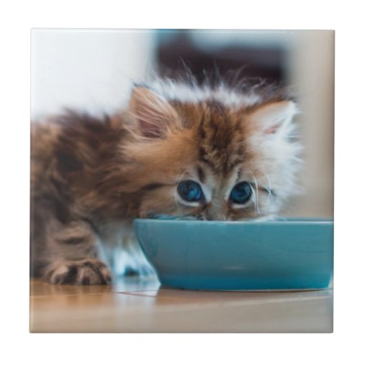 Young Persian Kitten Tegeltje (Voorkant)