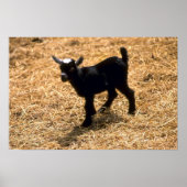 Young Pigmy Goat Poster (Voorkant)