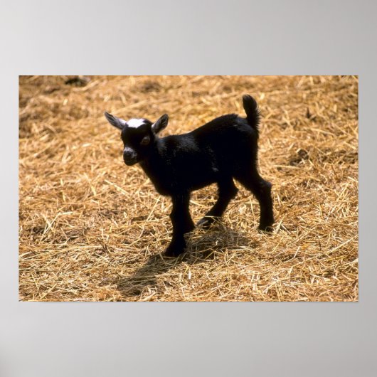 Young Pigmy Goat Poster (Voorkant)