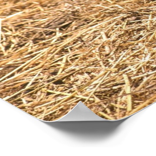 Young Pigmy Goat Poster (Hoek)