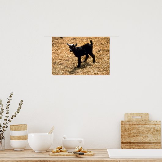 Young Pigmy Goat Poster (Keuken)