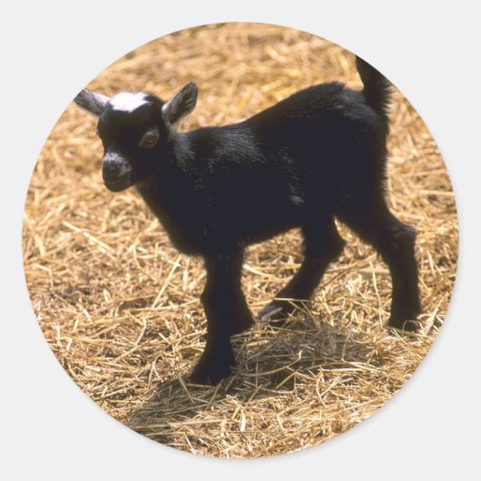 Young Pigmy Goat Ronde Sticker (Voorkant)