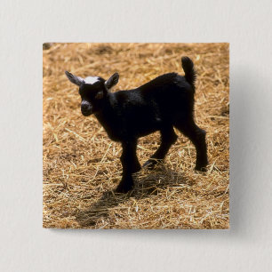 Young Pigmy Goat Vierkante Button 5,1 Cm