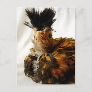 Young Pools Briefkaart