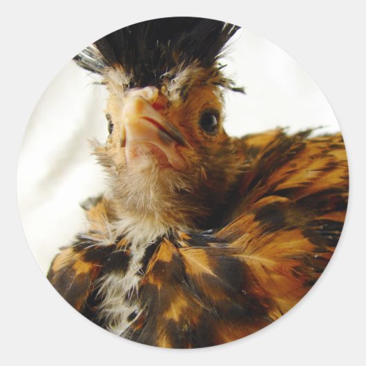 Young Pools Ronde Sticker (Voorkant)