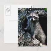 Young Raccoon Briefkaart (Voorkant / Achterkant)