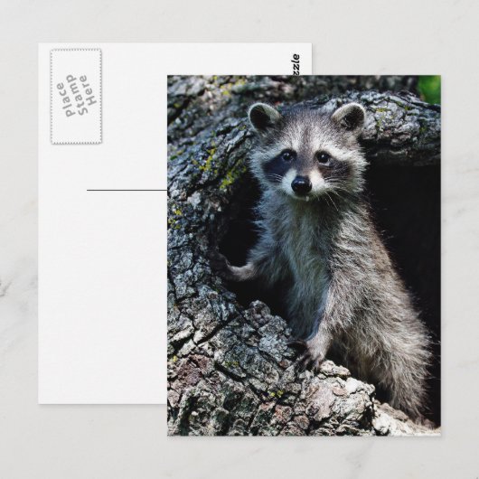 Young Raccoon Briefkaart (Voorkant / Achterkant)