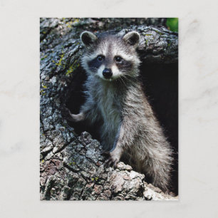 Young Raccoon Briefkaart