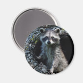 Young Raccoon Magneet (Voorkant / Achterkant)