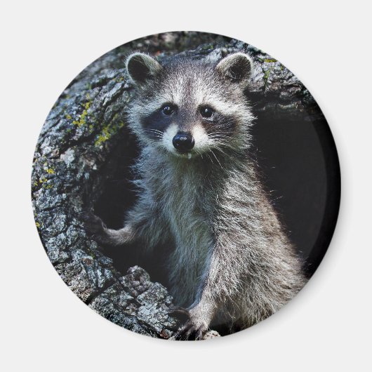 Young Raccoon Magneet (Voorkant)