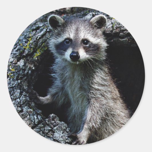 Young Raccoon Ronde Sticker (Voorkant)