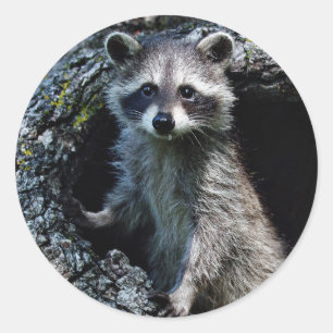 Young Raccoon Ronde Sticker