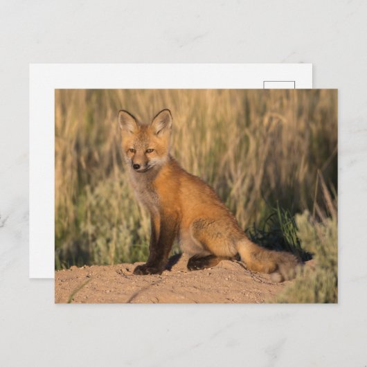 Young Red Fox bij Golden Hour Briefkaart (Voorkant / Achterkant)