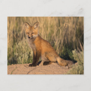Young Red Fox bij Golden Hour Briefkaart