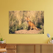 Young Red Fox bij Golden Hour Canvas Afdruk (Insitu (Woonkamer))