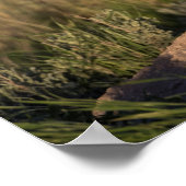 Young Red Fox bij Golden Hour Poster (Hoek)