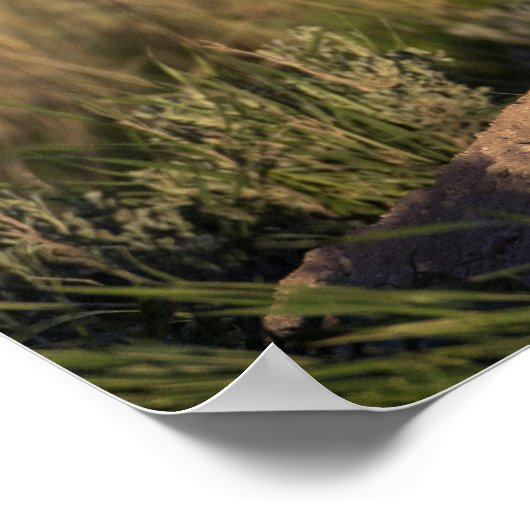 Young Red Fox bij Golden Hour Poster (Hoek)