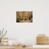 Young Red Fox bij Golden Hour Poster (Keuken)