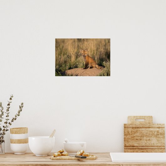 Young Red Fox bij Golden Hour Poster (Keuken)