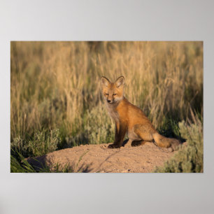 Young Red Fox bij Golden Hour Poster