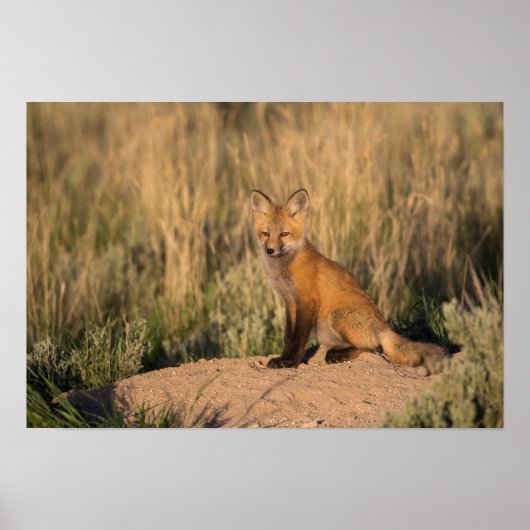 Young Red Fox bij Golden Hour Poster (Voorkant)