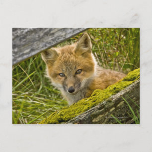 Young Red Fox kijkt door hek op San Juan Briefkaart