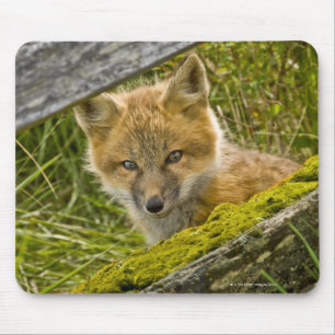 Young Red Fox kijkt door hek op San Juan Muismat