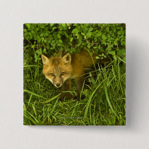 Young Red Fox komt uit de buurt van struiken Vierkante Button 5,1 Cm