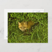 Young Red Fox komt uit struik Briefkaart (Voorkant / Achterkant)