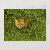 Young Red Fox komt uit struik Briefkaart (Voorkant)