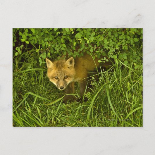 Young Red Fox komt uit struik Briefkaart (Voorkant)