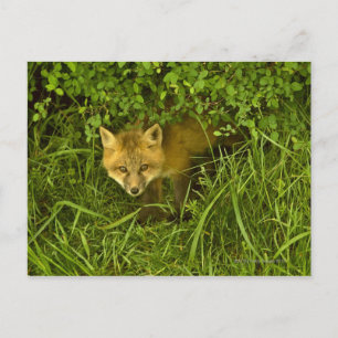 Young Red Fox komt uit struik Briefkaart