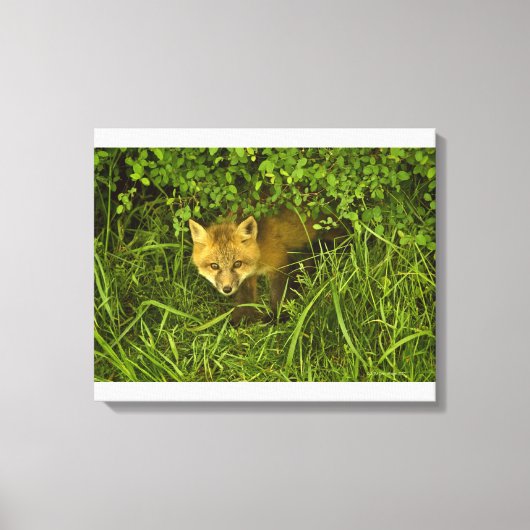 Young Red Fox komt uit struik Canvas Afdruk (Voorkant)