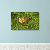 Young Red Fox komt uit struik Canvas Afdruk (Insitu (Houten vloer))